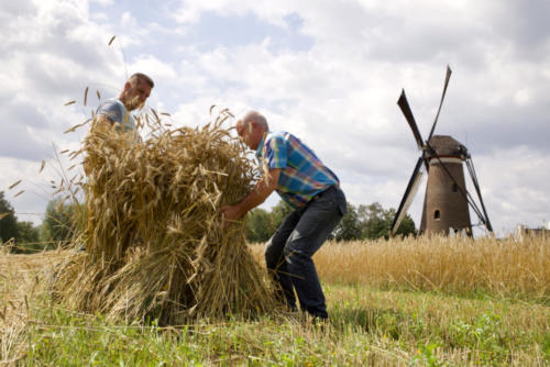 Windmolen de Roosdonck