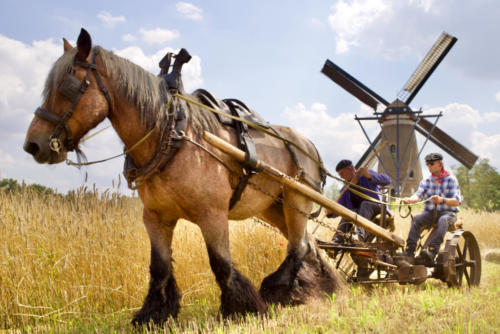 Windmolen de Roosdonck