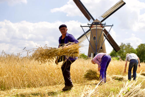 Windmolen de Roosdonck