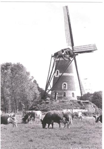 windmolen De Roosdonck_koeien_archief_86028